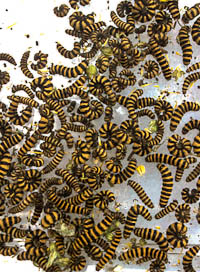 Tyria jacobaeae larvae before feeding trial with Senecio species